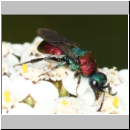 Hedychrum nobile - Sand-Goldwespe 14a 7-8mm - OS-Sandgrube-Niedringhaussee.jpg